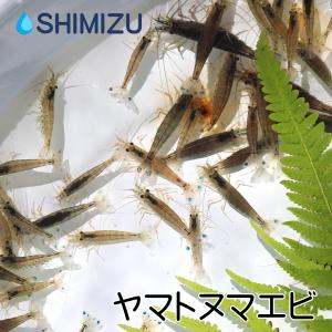 ヤマトヌマエビ 20匹／おまけ入り 国産 天然物