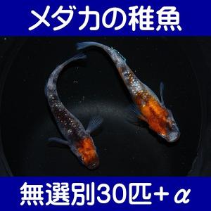 【メダカの稚魚】三色ラメ幹之 無選別30匹+α｜shimizukingyo