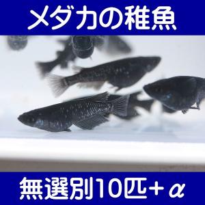 【メダカの稚魚】ブラックダイヤ 無選別10匹+α｜shimizukingyo