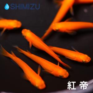 メダカ／紅帝 3ペア（オス3匹・メス3匹）／繁殖セット