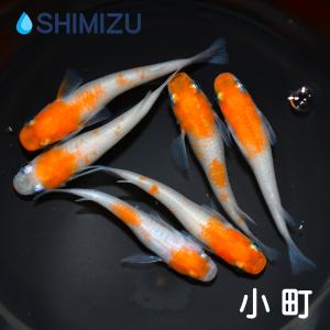 メダカ/小町 2ペア(オス2匹・メス2匹)/繁殖セットの商品画像