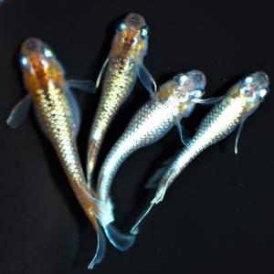 メダカ／レッドクリフ ダークタイプ 1ペア（オス1匹、メス1匹）/