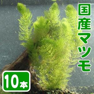 マツモ 国産無農薬 10本