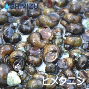 ヒメタニシ 10匹