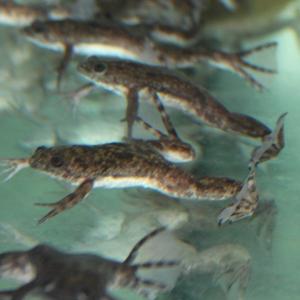 アフリカツメガエルベビー 1匹の詳細画像3