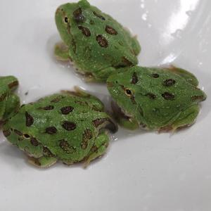 クランウェルツノガエル（グリーン） 1匹