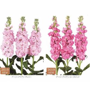 ストック アイアンシリーズ 花 ガーデニング の商品一覧 通販 Yahoo ショッピング