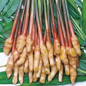 【生姜種子】小生姜（こしょうが）愛知県産「金時生姜」（きんときしょうが）1kg　★お届けは4月より