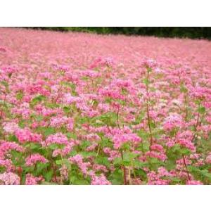 高嶺ルビーNeo(タカネルビー)小袋【景観そば種...の商品画像