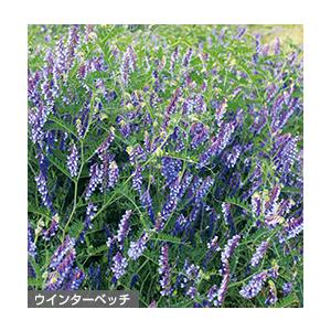 農業資材 緑肥の種子 白クローバー （ シロツメクサ ） 250g 天然