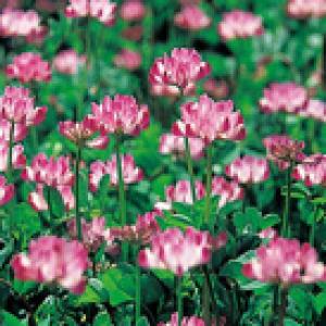 アーリーファイブ 1000粒 オクラ種子【野菜種子】【タキイ種苗