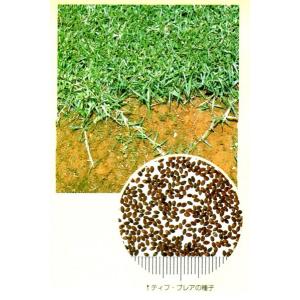 【改良センチピートグラス種子】タキイ種苗　人気の夢の芝草ティフブレア後継品種「ティフ・エリート（ティフエリート）」50ｇ★オリジナル小袋　