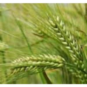 麦種子　ミカモゴールデン　20キロ 令和6年茨城県産「ミカモゴールデン」二条ビール大麦 種子 - の