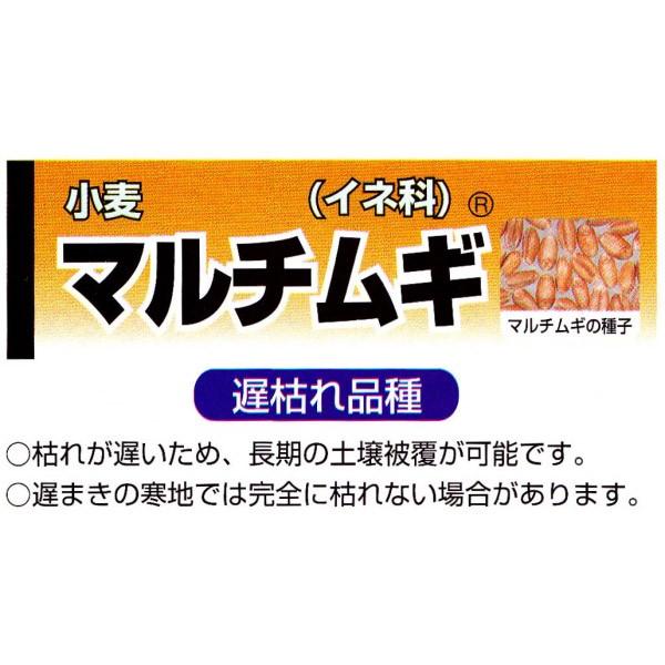 マルチムギ（遅枯れ品種）20ｋｇ【小麦種子】カネコ種苗　リビングマルチ用麦　★お届けは3月以降〜7月...