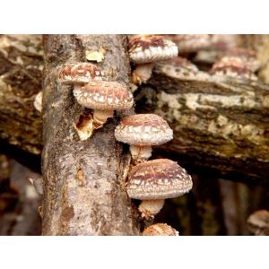 PVP きのこ種駒 シイタケ すその620 500個 丸棒型 【しいたけ種駒