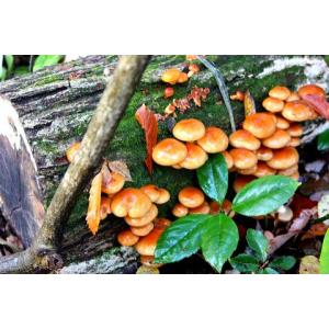 きのこ種駒】キノックス 中生「なめこ 108号」種駒 500駒入り ☆販売