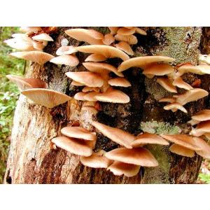 きのこ種駒】キノックス 「ひらたけ（別名：しめじ） H64号」種駒 500