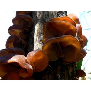 きのこ種駒】キノックス 中低温種「しいたけS32号」種駒 500駒入り