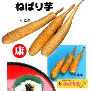 長いも（ながいも）種子】春堀り「ねばりいも」Mサイズ 10kg ☆発送は4