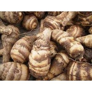 【里いもタネ】　えびいも　1kg　★4月上旬より随時発送