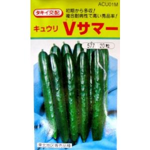 ネギ種子】ダイヤ交配（トキタ種苗）「大地の響き（だいちのひびき