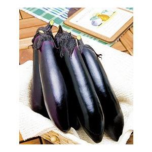 長ナス種子】タキイ交配 単為結果なす PC筑陽（ちくよう） 100粒 ☆新