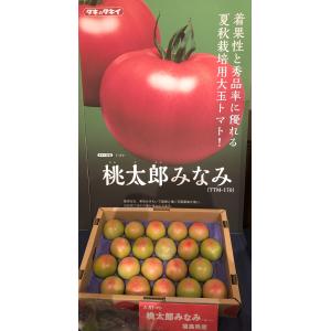 タキイ種苗 ナス 茄子 とげなし千両二号 DF PVP : 種苗・園芸ショップ