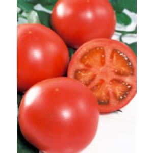 【トマト種子】サカタ交配　りんか409　PRIMAX 小袋　★新タネ切替えの12月以降のお届け予定