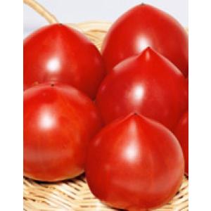 【トマト種子】サカタ交配　　ルネッサンス PRIMAX　小袋　PVP登録品種　★新タネのお届けは12月末以降を予定