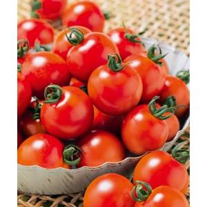 ミニトマト タキイ交配 千果99 ちか99 コート1000粒 新タネは種子切り替えの12月以降のお届を予定 Vs C1000 清水屋種苗園芸ヤフーショップ 通販 Yahoo ショッピング