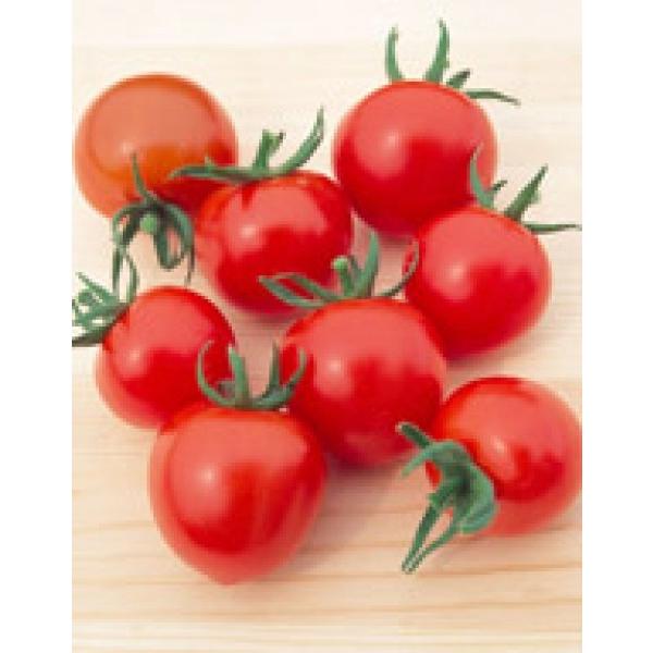 【ミニトマト種子】サカタ交配　中玉トマト　シンディースイート　小袋（21粒）　★新タネのお届けは12...