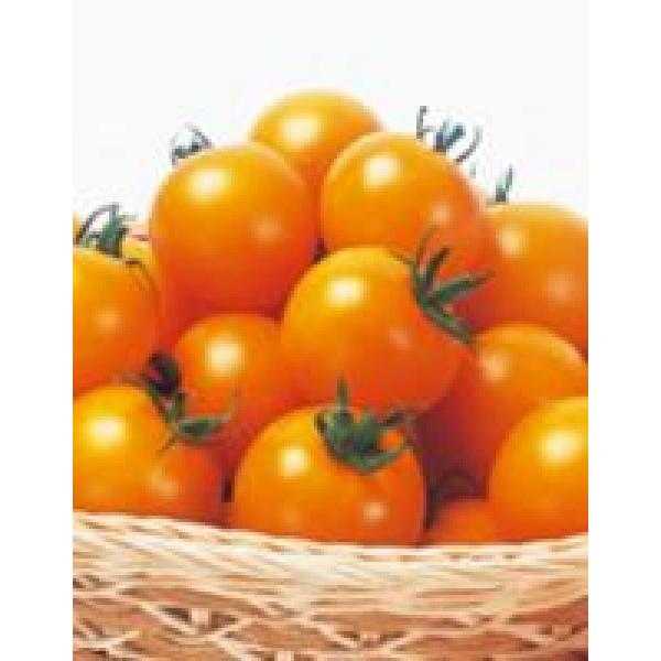シンディーオレンジ　中玉　50粒【ミニトマト種子】サカタ交配　★新タネのお届けは12月以降を予定　★...