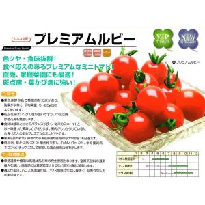 ミニトマト種子】ダイヤ交配（トキタ種苗）濃密クリスピータイプ