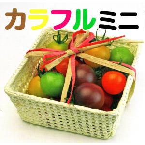 SK9-099 ブロッコリー種子 ペレット5000粒 【野菜種子】【サカタのタネ