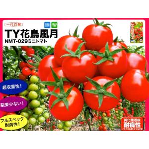 ミニトマト Ty花鳥風月の商品一覧 通販 Yahoo ショッピング