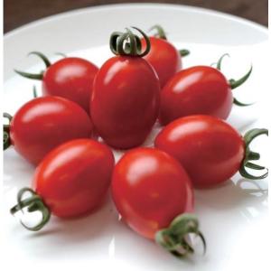 ミニトマト種子 500粒 花 ガーデニング の商品一覧 通販 Yahoo ショッピング