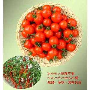 ミニトマト種子 500粒 花 ガーデニング の商品一覧 通販 Yahoo ショッピング