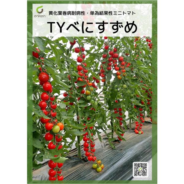 【ミニトマト種子】　園芸植物育種研究所育成　TYべにすずめ　小袋　★新タネは種子切替えの12月以降の...