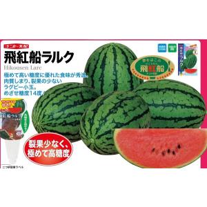 小玉スイカ種子】ナント交配 「飛行船ラルク（ひこうせん