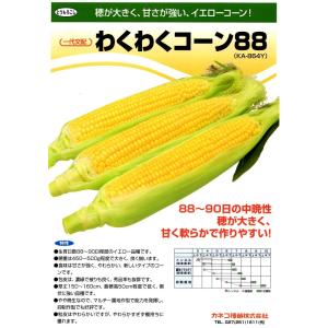 野菜種子 スイートコーン「プレミアム味来90」 2,000粒（サナテック