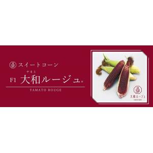 とうもろこし種子　大和農園　「大和ルージュ（やまとるーじゅ）」1ｄｌ　2月以降のお届けとなります