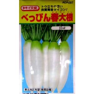 ダイコン】タキイ種苗 べっぴん春大根二号 （東北専売品種） 20ml ☆新