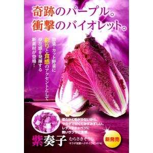 生姜種子】大生姜（おおしょうが）千葉県産「近江生姜」（おうみ