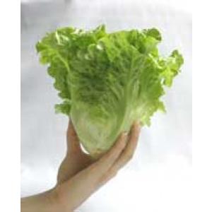 かあ様　レタス苗色々50本　12/6ごろ レタス種子】ダイヤ交配（トキタ種苗）「美味タス（びみたす）」 2ml