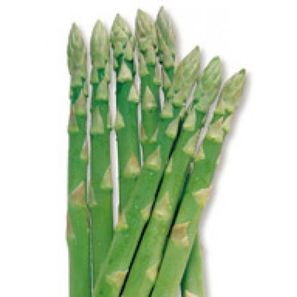【西洋野菜】　サカタ交配　アスパラガス　「ウエルカム」　10ｍｌ（約300粒）