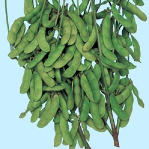 エダマメ種子】佐藤政行種苗 茶豆5号（90日中生）50ml （旧：庄内茶豆