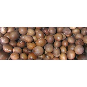 エダマメ種子】佐藤政行種苗 茶豆7号（90日中晩生）50ml （旧：庄内茶