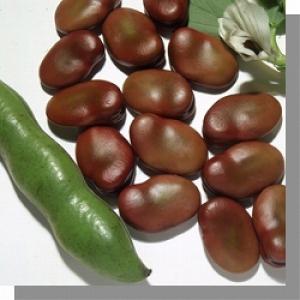 ソラマメ種子】みかど協和「初姫（はつひめ）」23粒 ☆新タネのお届け