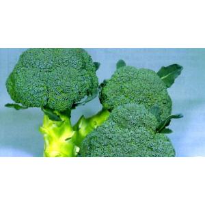 SK9-099 ブロッコリー種子 2000粒 【野菜種子】【サカタのタネ