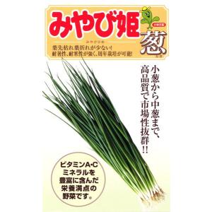 ねぎ種子】ダイヤ交配（トキタ種苗） 防曇袋なべちゃん葱ゴールド用